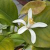 Lemon Blossom_fiore di limone