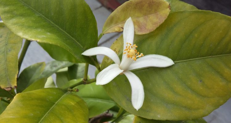 Lemon Blossom_fiore di limone
